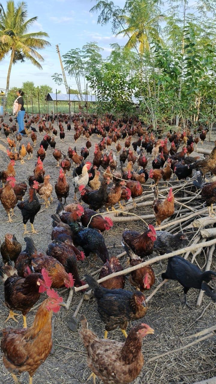 पोल्ट्री फार्मिंग सफलता कहानी