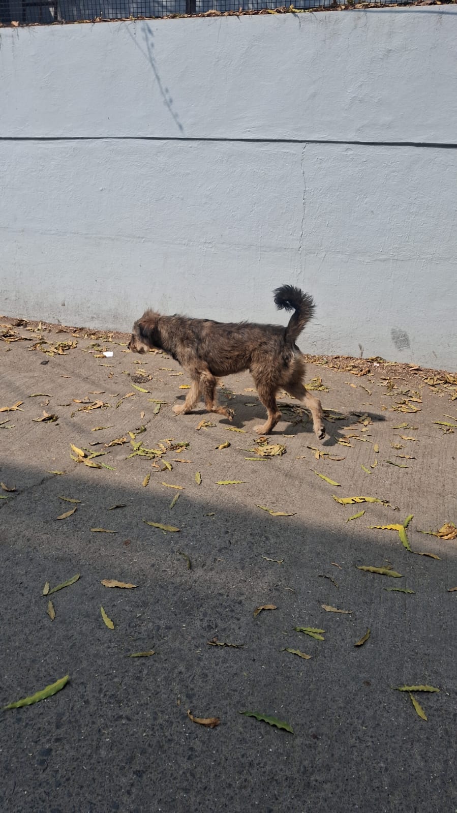 Shaggy brown dog walking along a leaf-strewn sidewalk beside a tall light gray wall.