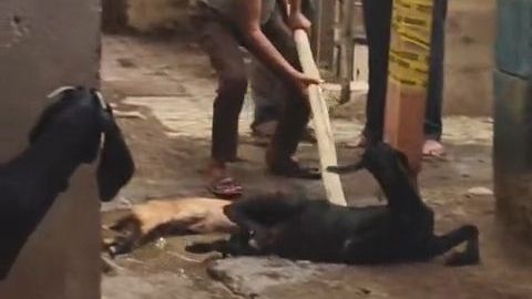 image_editor_output_image1122731060-17883736856666232479552166515741 - NewsNation Online Man swings a wooden stick at a black dog lying on a street while bystanders watch nearby (possible animal abuse).