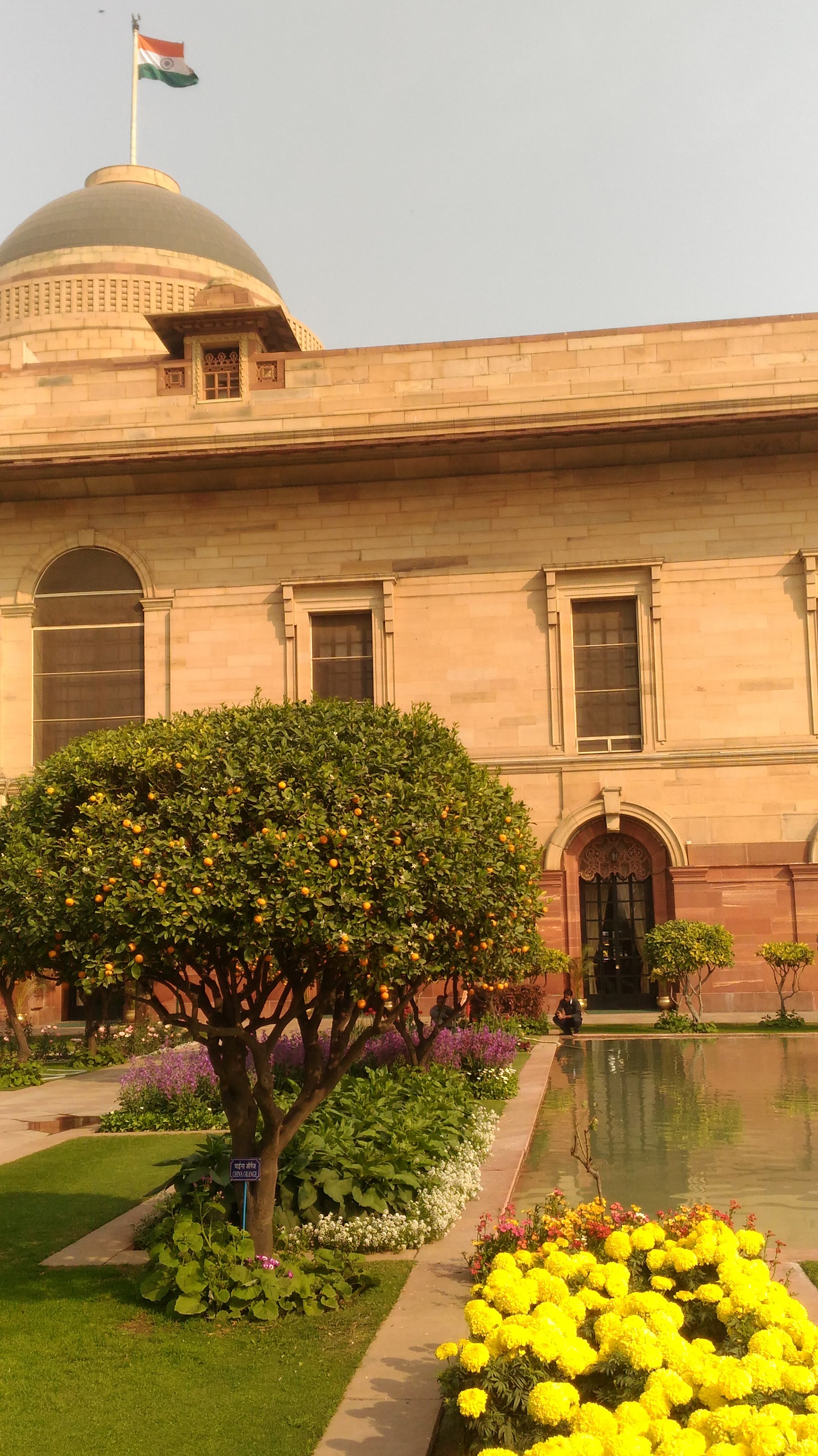 पेड़ पर लगे खट्टे फलों का बाग, जालना में मोसंबी की खेती से संबंधित सांकेतिक तस्वीर