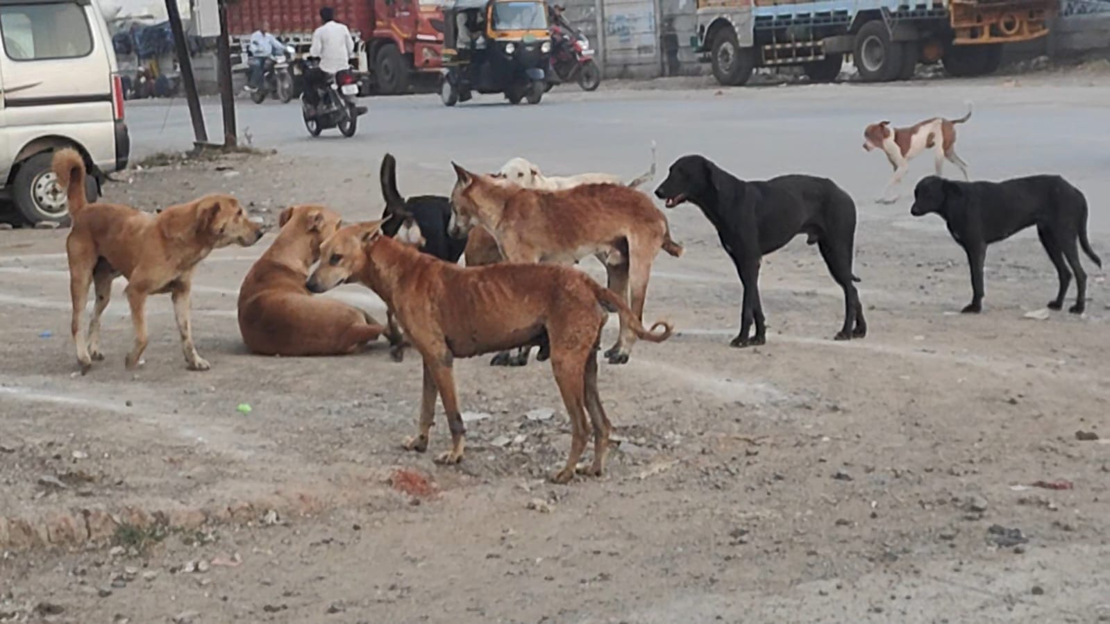 भोकरदन नाका जालना में आवारा कुत्ते - NewsNation Online जालना के भोकरदन नाका क्षेत्र में सड़क किनारे आवारा कुत्तों का झुंड