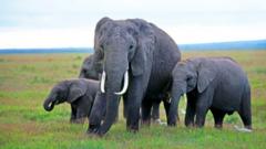 Mysterious elephant deaths in Kenya raise questions around pesticides - NewsNation Online Mysterious elephant deaths in Kenya raise questions around pesticides